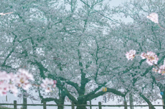 幻桜
