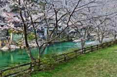 仁淀の桜