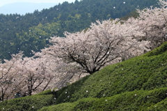 桜が丘の美しき風