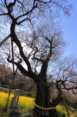 威厳