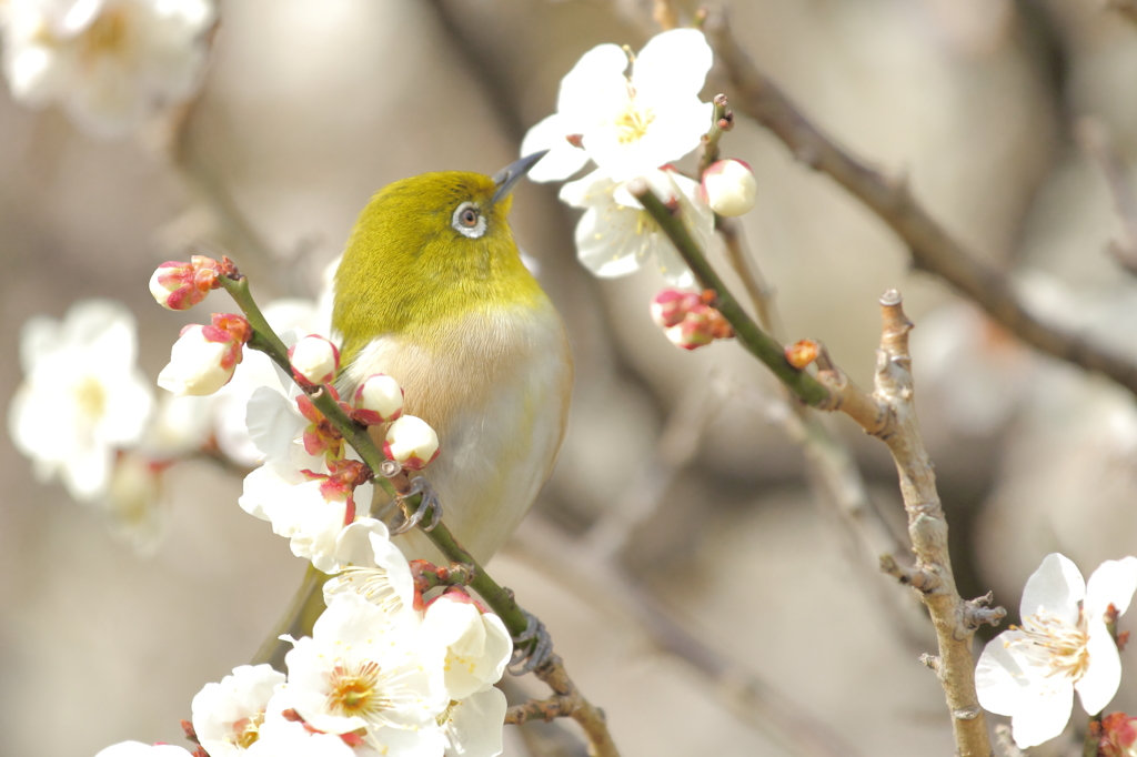 ウメジロ