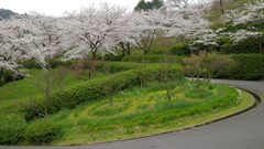 桜ロード