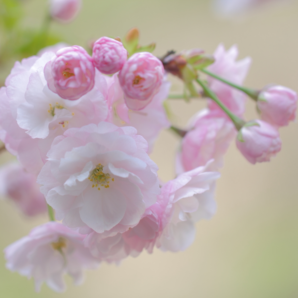 乙女桜