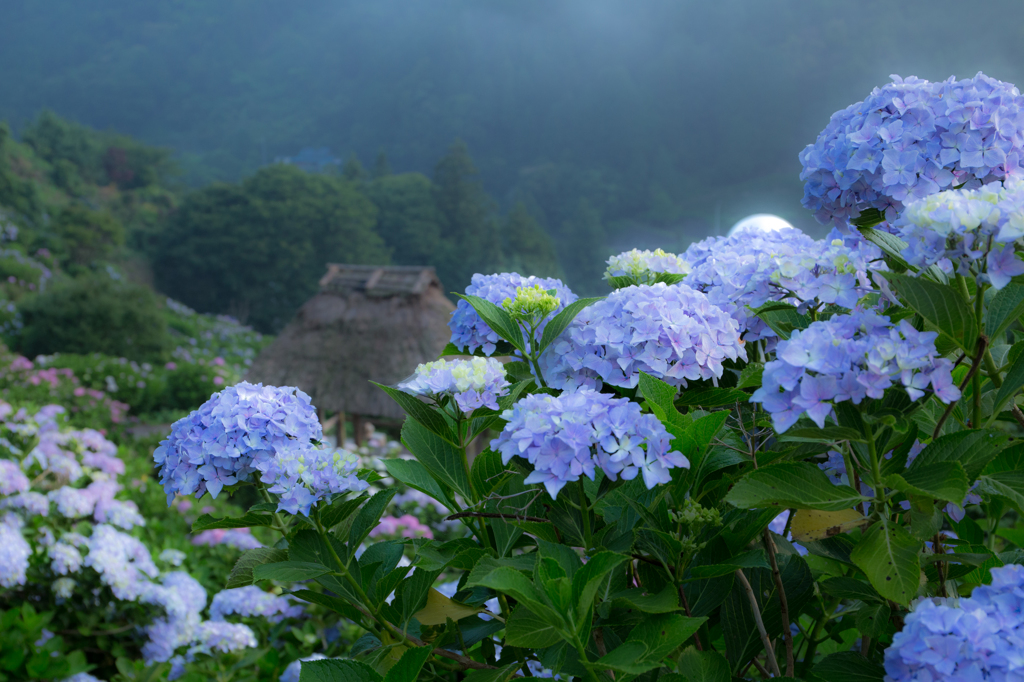 碧き紫陽花