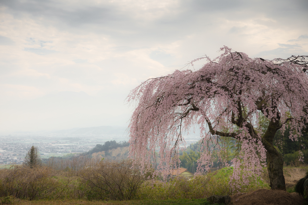 丘の上の一本桜