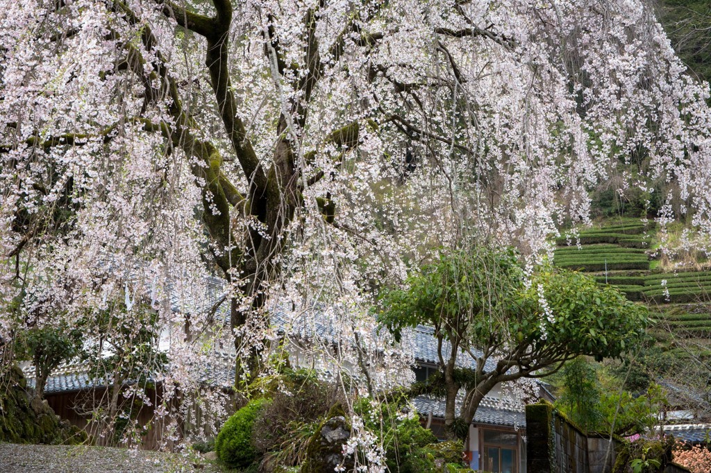 市川家のしだれ桜