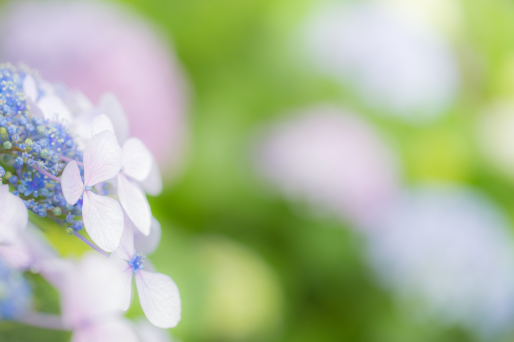 梅雨の彩り