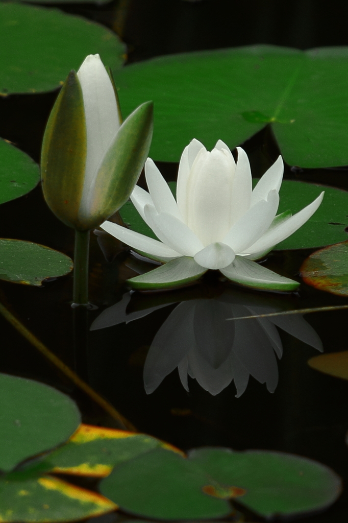 水鏡