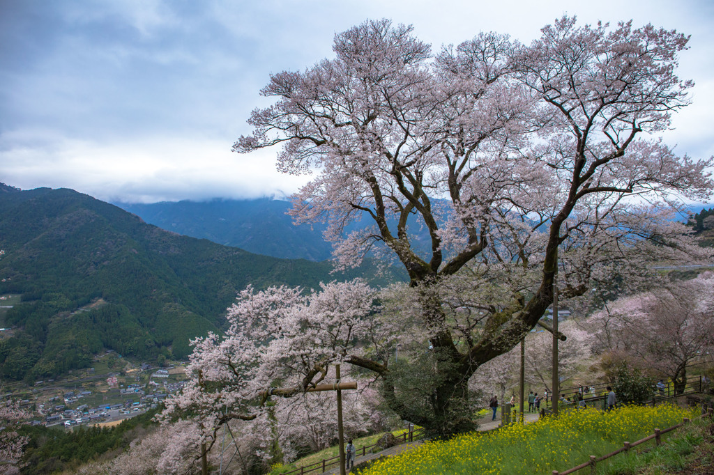 ひょうたん桜