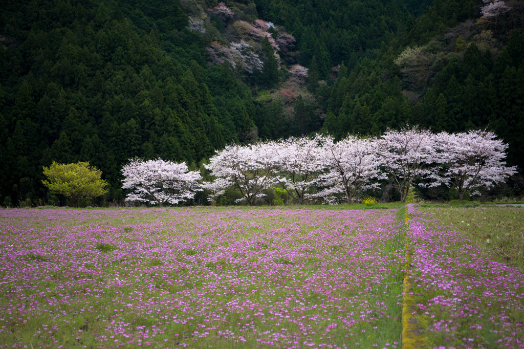 桜並木への小路
