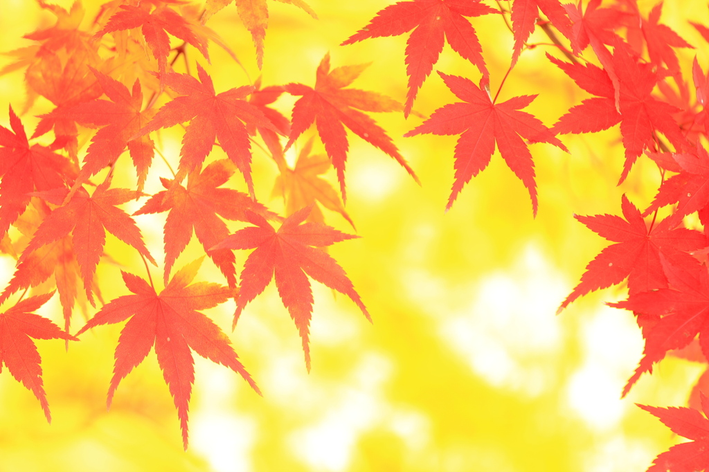 金色に紅