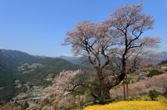 ひょうたん桜