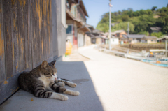 島のねこ