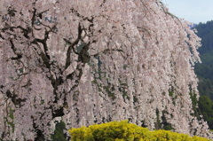 満開しだれ桜