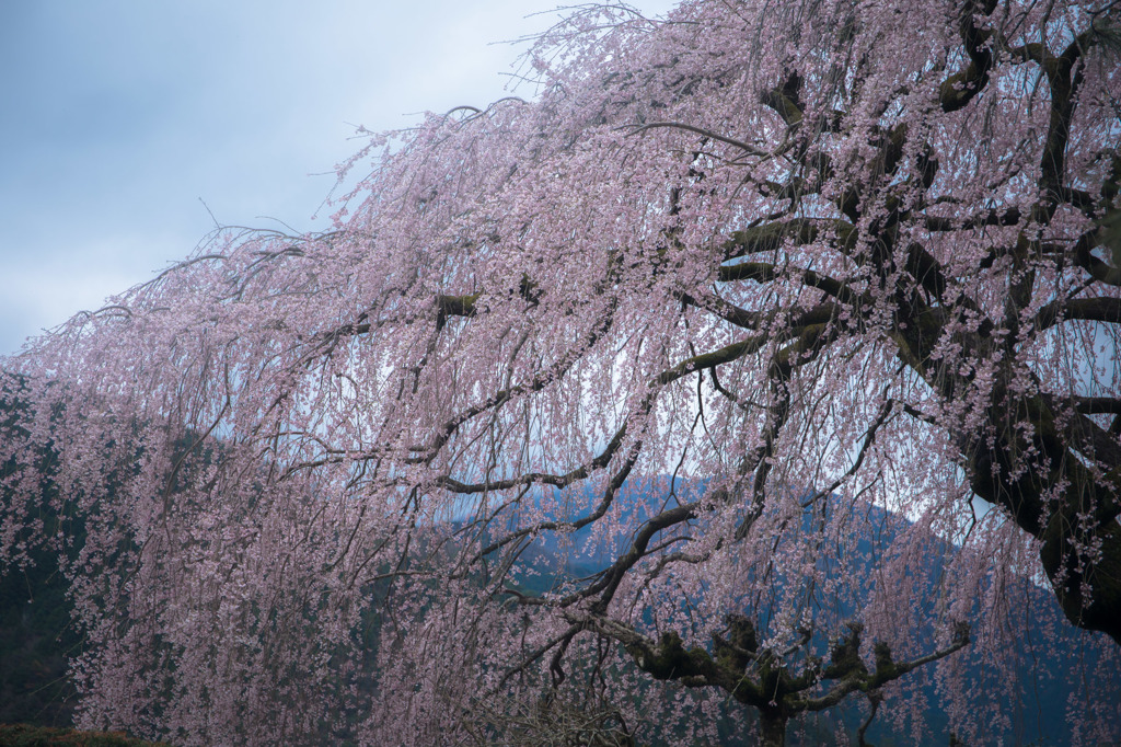 夢幻桜