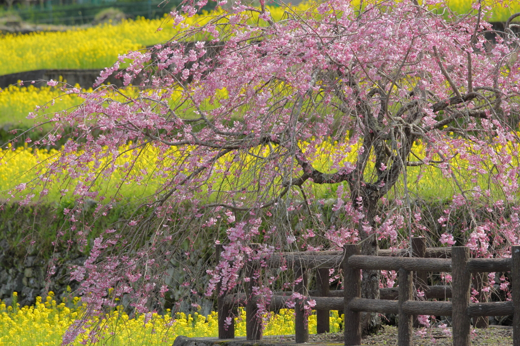 菜花畑のしだれ桜