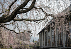 街中のしだれ桜