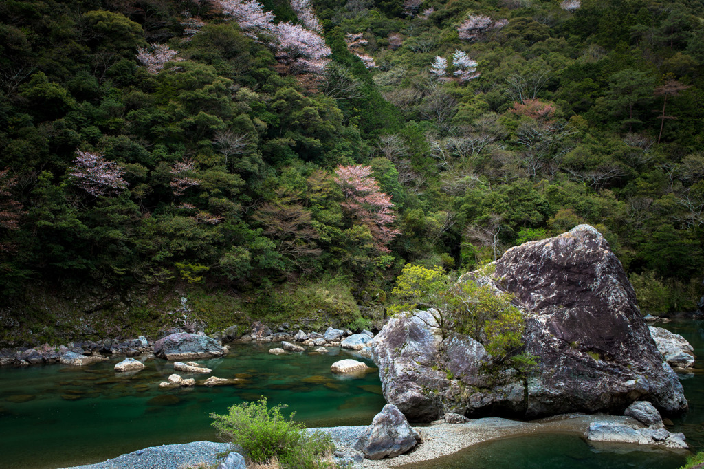 桜山水