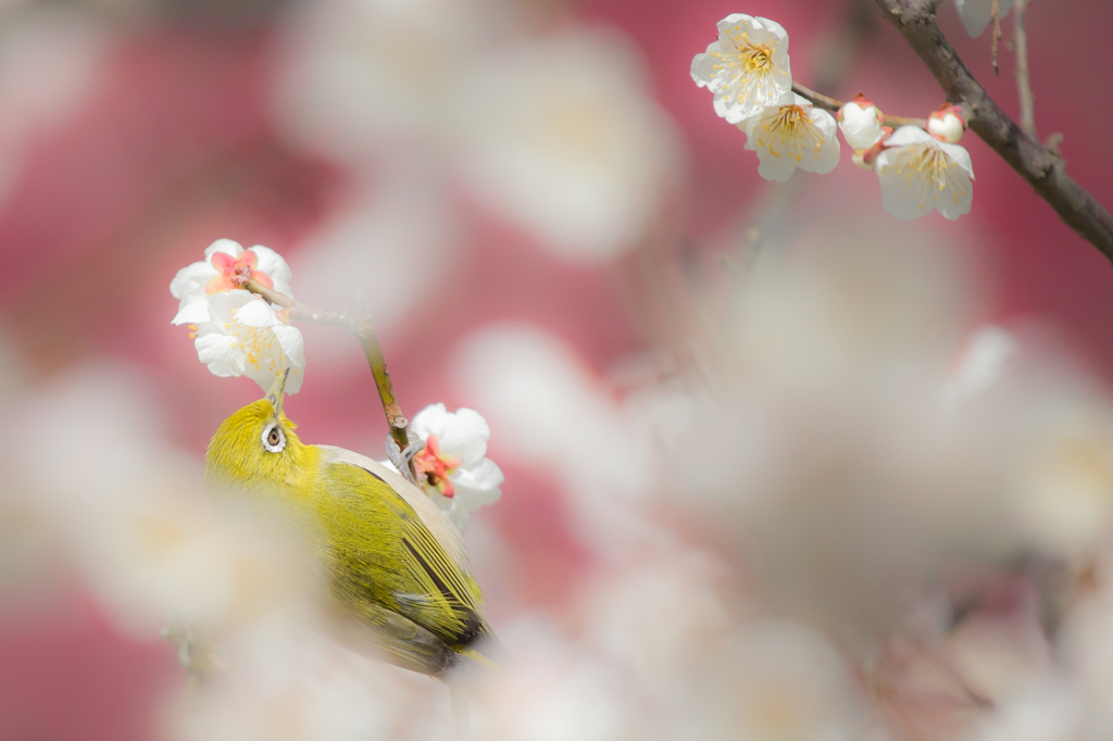 朱に映ゆる