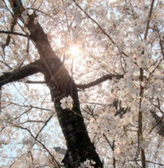 桜