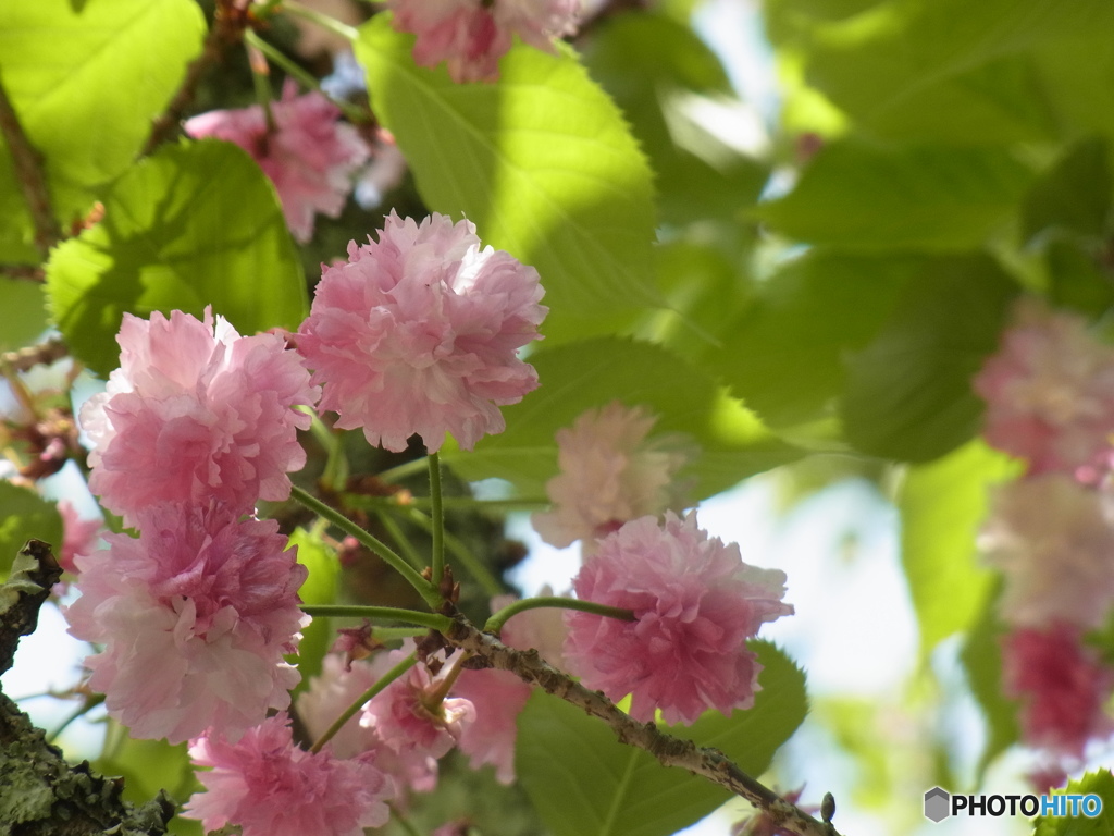 御所桜