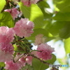 御所桜