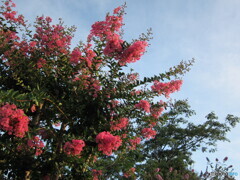 朝日を浴びる百日紅