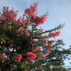 朝日を浴びる百日紅