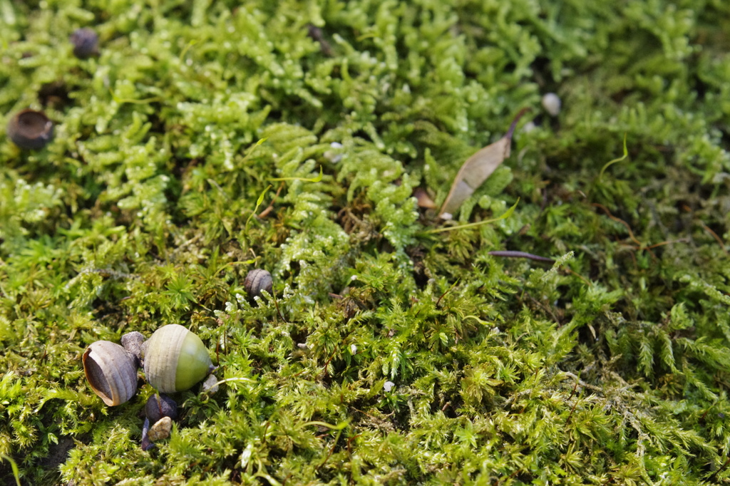 どんぐりちゃんと苔の森