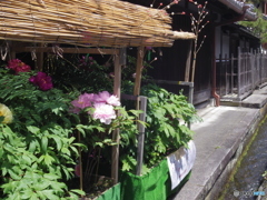 長谷寺参道の牡丹