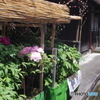 長谷寺参道の牡丹