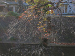 夙川と桜紅葉