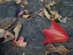 街の紅葉