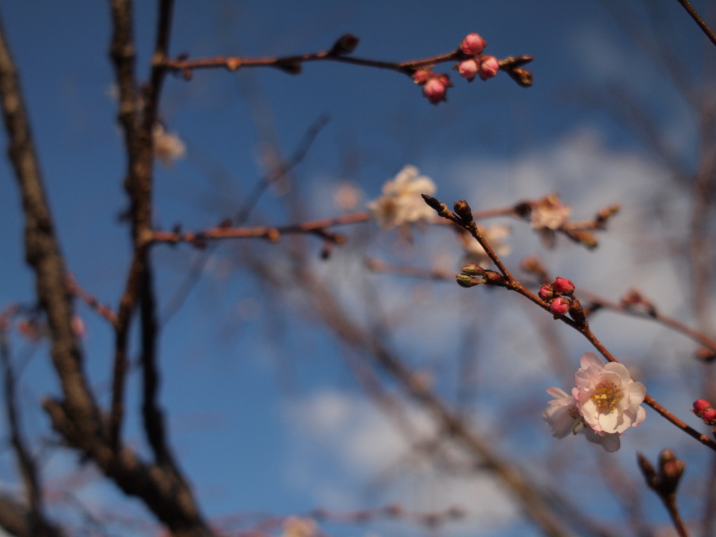 早咲き桜　来たる