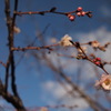 早咲き桜　来たる