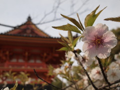 仁和寺の桜と朱塗建築