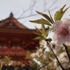 仁和寺の桜と朱塗建築