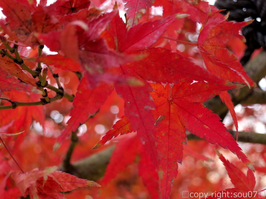 紅葉と玉ボケ