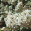 一葉桜