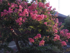 百日紅
