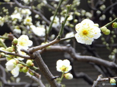 太融寺の白梅