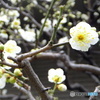 太融寺の白梅