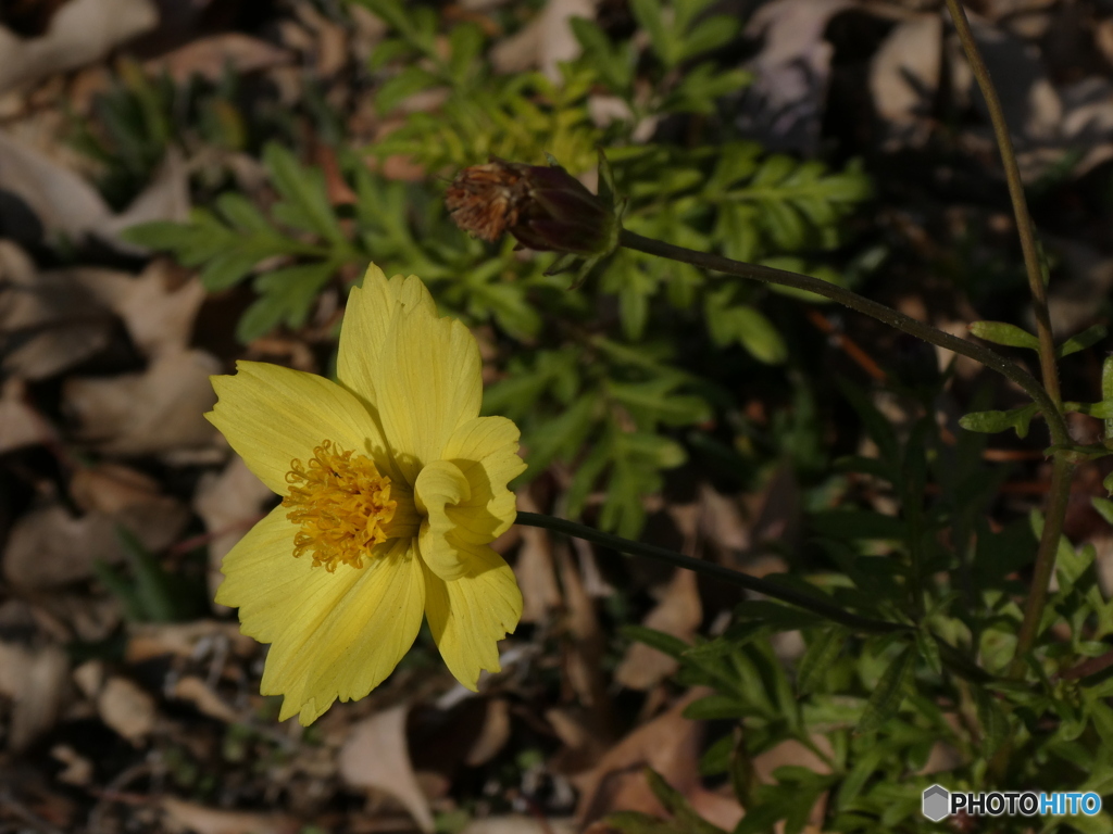 winter yellow cosmos