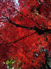 紅葉の屋根