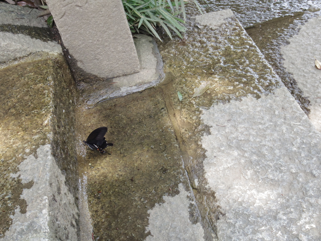 給水ちゅー