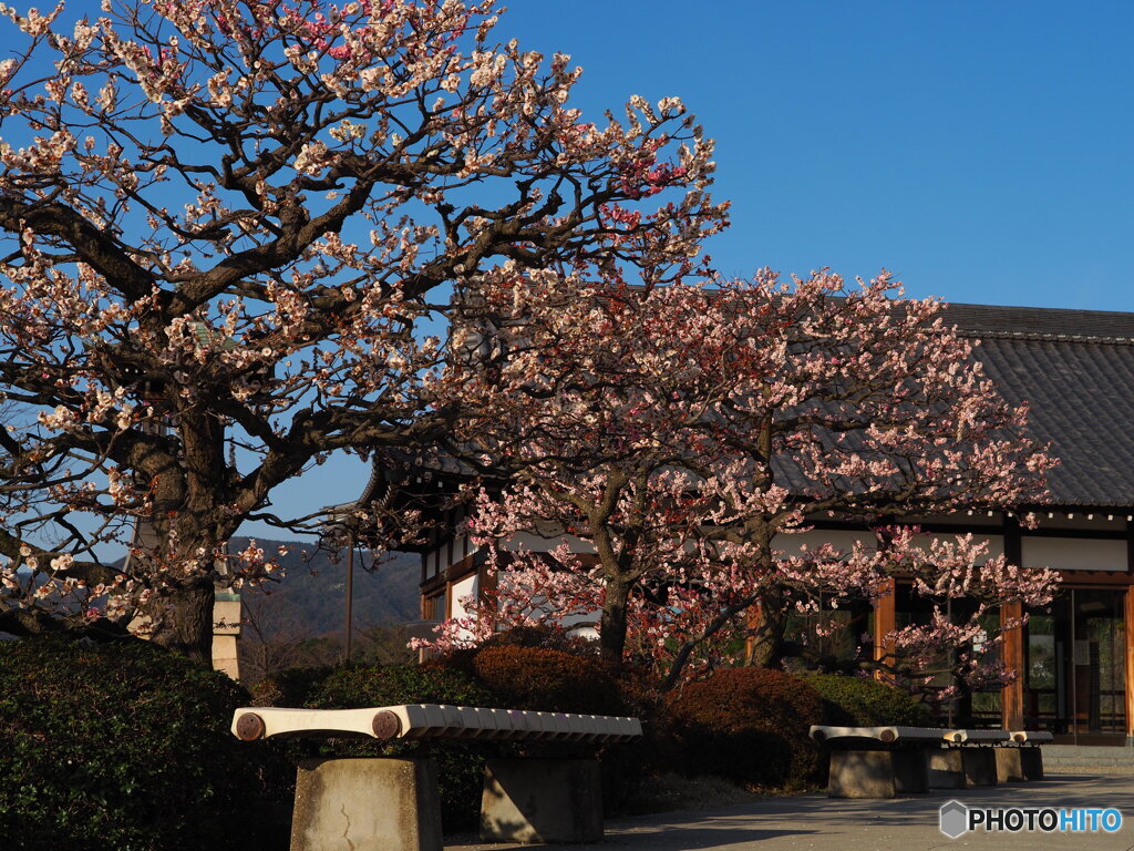梅と青空