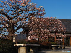 梅と青空