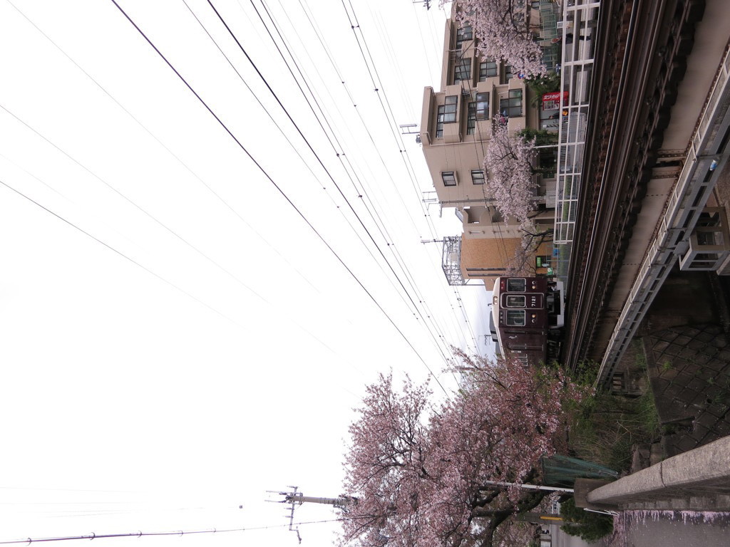 桜とあずき色の電車　その2