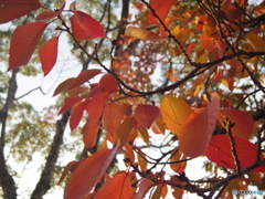 桜の紅葉