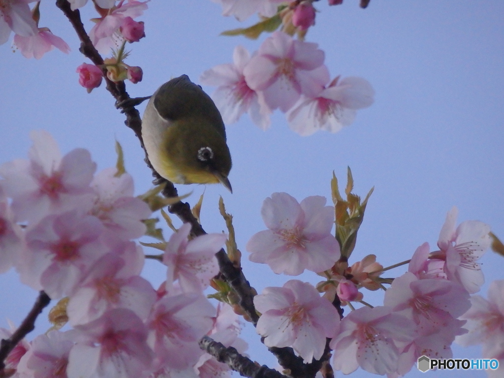 春メジロ　ヒヨの居ぬ間に　さくらメシ